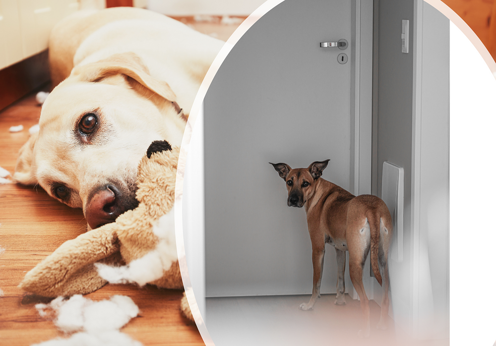 LUENTO 2h Koiran yksiolo-ongelmat - tutkittua taustaa ja käytännön ohjeita. Jenny Jalonen & Katriina Tiira by smartDOG