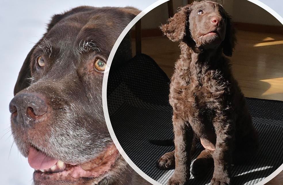 Koiran käyttäytymisen kehittyminen - persoonallisuus kohdusta vanhuuteen by smartDOG