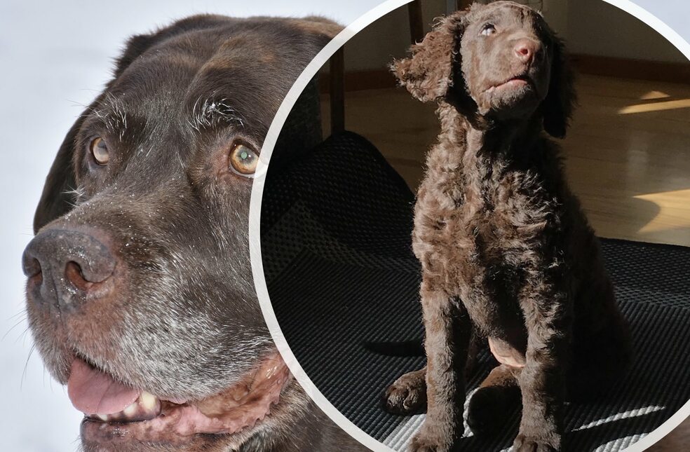 LUENTO Koiran käyttäytymisen kehittyminen - persoonallisuus kohdusta vanhuuteen by smartDOG